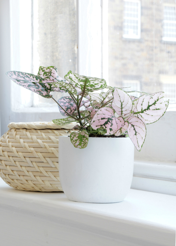 tiny flower pot with pink plant
