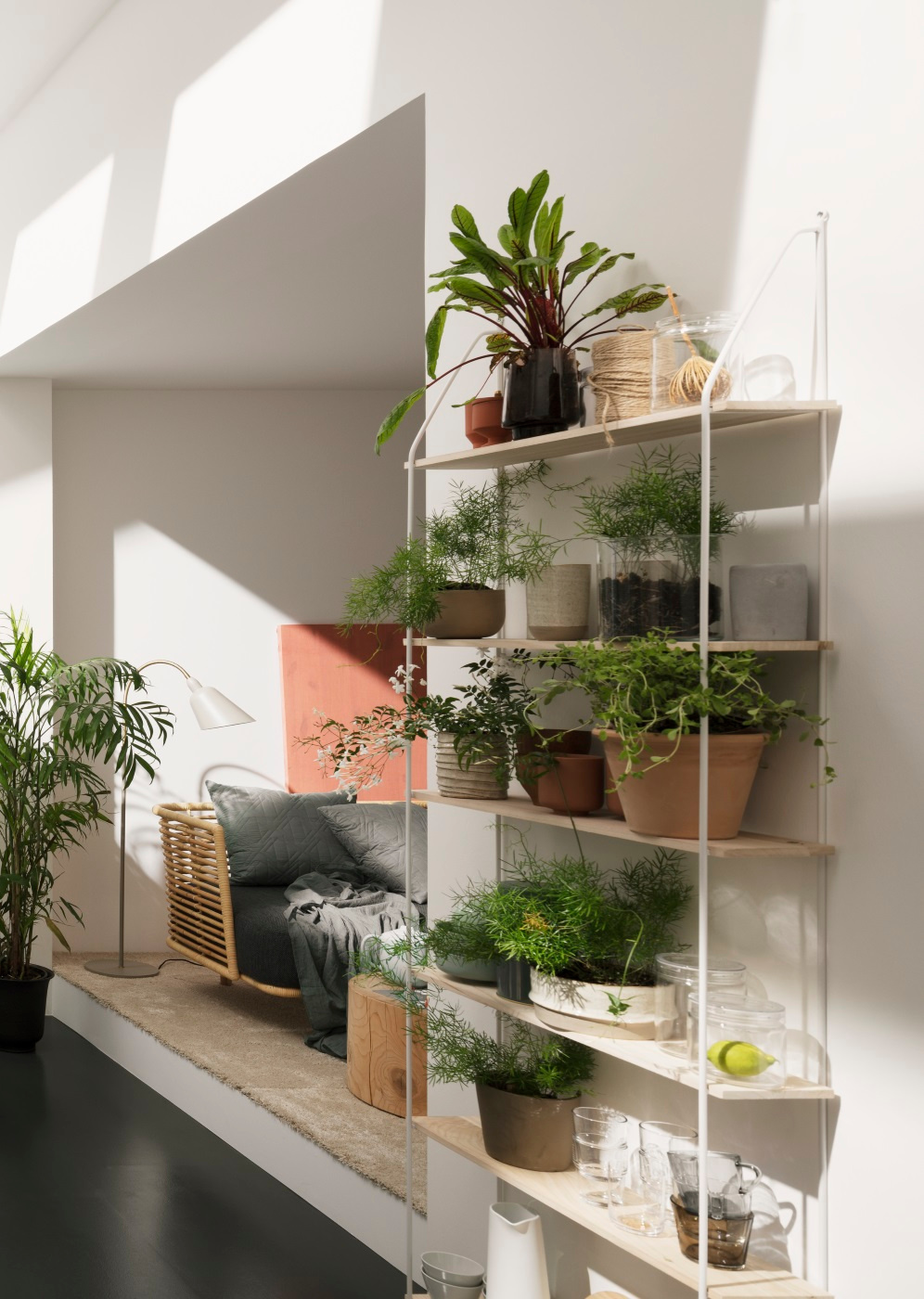AD VELUX - Five Top Care Tips For Your Houseplants